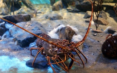 uploads/news/2020/11/menilik-potensi-lobster-laut-37226384f4c980f_400.jpg