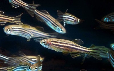 uploads/news/2020/11/merawat-zebra-danio-bagi-327166bc4693477_400.jpg