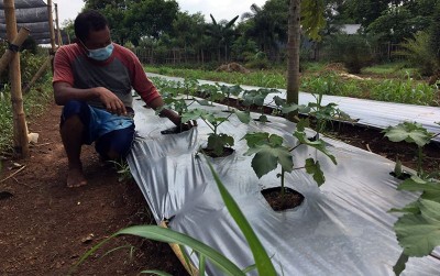 uploads/news/2020/11/okra-si-gurih-kaya-50290b6e51298ce_400.JPG