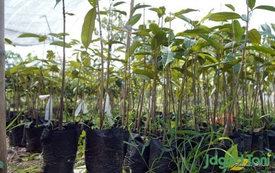 uploads/news/2020/11/rahasia-budidaya-durian-di-261900911c767b2_400.JPG