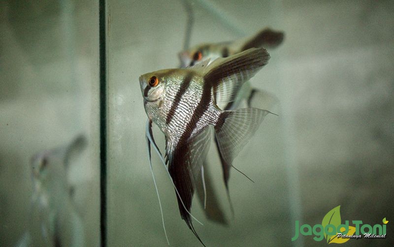 uploads/news/2020/11/rekomendasi-ikan-hias-murah-6615869f7ba82aa.JPG