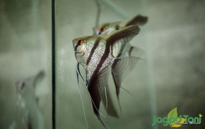 uploads/news/2020/11/rekomendasi-ikan-hias-murah-6615869f7ba82aa_400.JPG