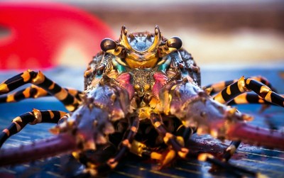 uploads/news/2020/11/sengkarut-ekspor-benih-lobster-686438e2fcada2f_400.jpg