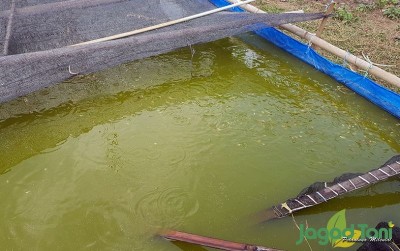 uploads/news/2020/11/serunya-budidaya-ikan-molly-44534b6dc740aae_400.jpg