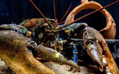 uploads/news/2020/11/setelah-ekspor-benih-lobster-62393b80b20fef0_400.jpg