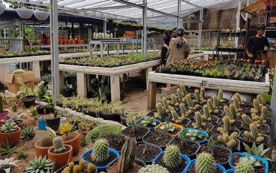 uploads/news/2020/11/tahan-banting-bisnis-kaktus-2964132ea9373c3_400.jpg