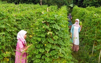 uploads/news/2020/11/untung-manis-menanam-pare--570123094b6e400_400.jpg