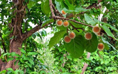 uploads/news/2020/11/viral-bunga-mirip-virus-6563247780ee8a1_400.jpg