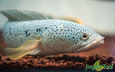 uploads/news/2020/12/aneka-jenis-ikan-hias-335686158298fd8_400.jpg