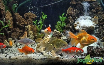 uploads/news/2020/12/aquascape-penghilang-stres-saat-648276618ef13f6_400.jpg