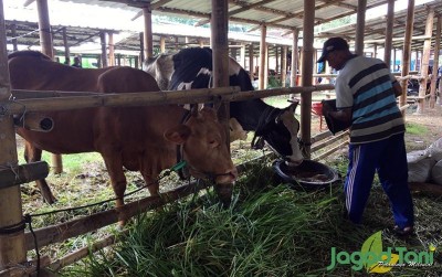 uploads/news/2020/12/asa-peternak-di-pengungsian-6596125fa23cac9_400.JPG