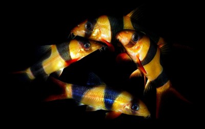 uploads/news/2020/12/botia-ikan-hias-berumur-57497878866b38d_400.jpg