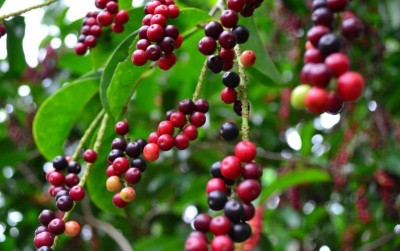 uploads/news/2020/12/buni-buah-langka-kaya-9221135b8d91027_400.jpg
