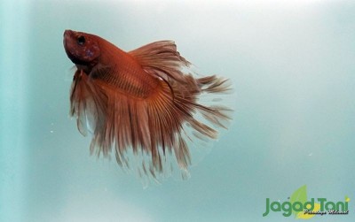 uploads/news/2020/12/cara-breeding-cupang-secara-389515e9131ac4c_400.JPG