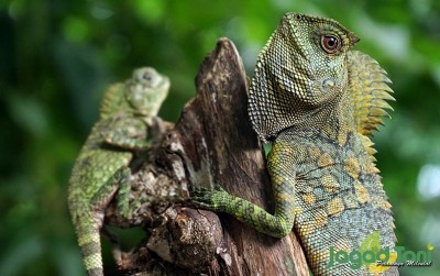 uploads/news/2020/12/forest-dragon-naga-yang-27518324cc28018_400.jpg