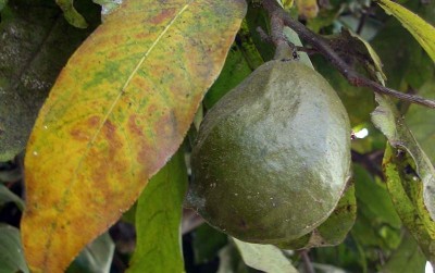 uploads/news/2020/12/gayam-pohon-langka-kaya-1240583d241eb15_400.jpg