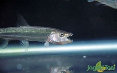 uploads/news/2020/12/goliath-tigerfish-predator-afrika-9322100b8b423d8_400.JPG