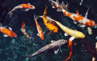 uploads/news/2020/12/ikan-koi-yang-tak-813555b7215c942_400.jpg