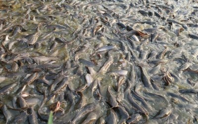 uploads/news/2020/12/imta-teknologi-budidaya-ikan-91833c84a871ce9_400.jpg