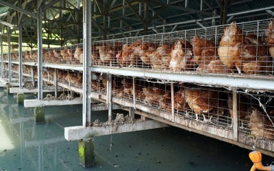 uploads/news/2020/12/inovasi-ternak-ayam-di-70345f26df7fce1_400.JPG