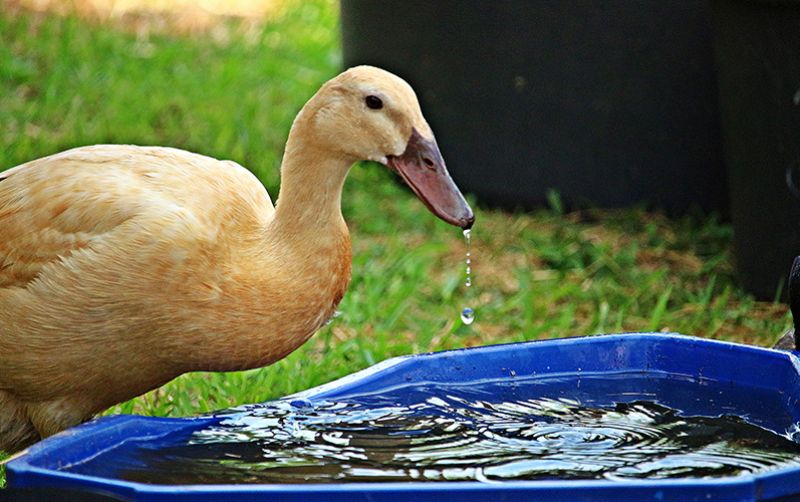 uploads/news/2020/12/kenali-penyakit-pada-bebek-8815779a2116124.jpg