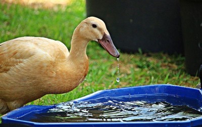 uploads/news/2020/12/kenali-penyakit-pada-bebek-8815779a2116124_400.jpg