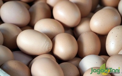 uploads/news/2020/12/kenali-telur-ayam-yang-47353b35d28d9b3_400.JPG