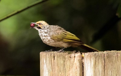 uploads/news/2020/12/kunci-burung-berkicau-bersuara-860854f58fe425e_400.jpg