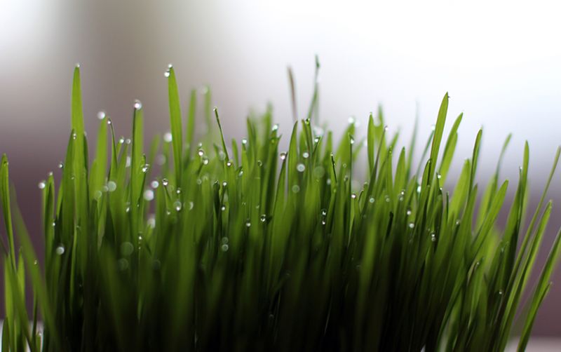 uploads/news/2020/12/manfaat-ajaib-jus-rumput-8852920a5446ee4.jpg