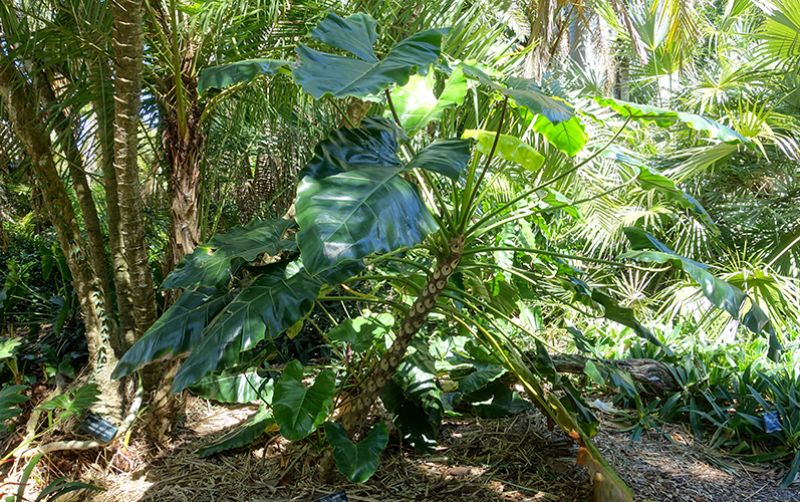uploads/news/2020/12/manfaat-lain-tanaman-hias-30766074c3d2a80.jpg