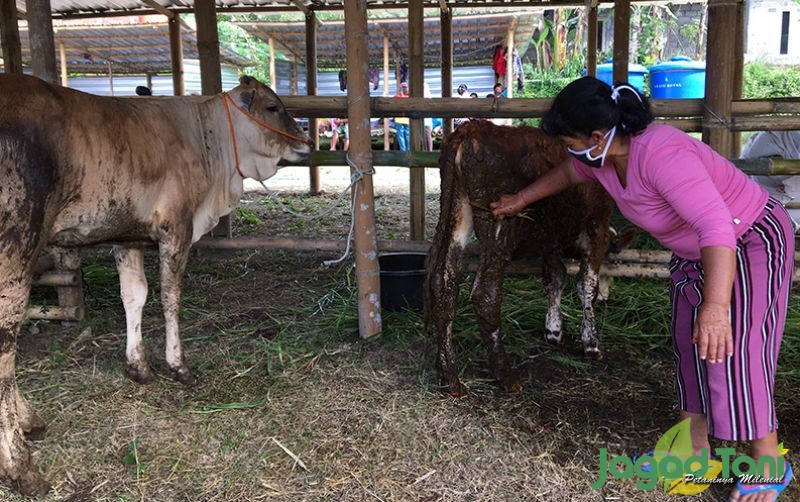 uploads/news/2020/12/melihat-jasa-perawatan-ternak-27619bb06b3ab87.JPG