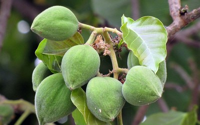 uploads/news/2020/12/melihat-potensi-tanaman-kemiri-83854a3226ef728_400.jpg