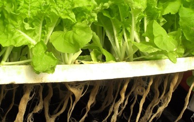 uploads/news/2020/12/membuat-nutrisi-hidroponik-sendiri-65534283a158899_400.jpg