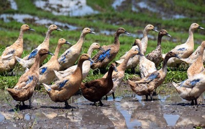 uploads/news/2020/12/memilih-pakan-bebek-berkualitas-552394a98e7ae59_400.jpg