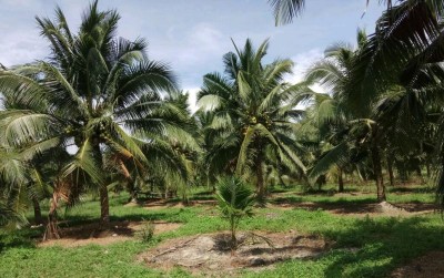 uploads/news/2020/12/mengembalikan-kejayaan-kelapa-genjah-137267cc09f7ba4_400.jpeg