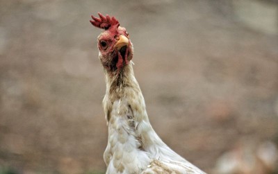 uploads/news/2020/12/mengenal-berbagai-jenis-ayam-140221c8fb70158_400.jpg