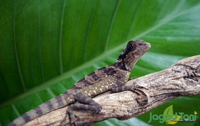 uploads/news/2020/12/mengenal-berbagai-penyakit-reptil-2207631f048d3e7_400.jpg