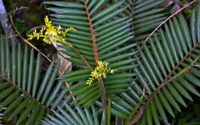 uploads/news/2020/12/mengenal-rotan-dan-keluarganya-909673b2263542c_400.jpg