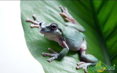 uploads/news/2020/12/mengenal-si-glowing-katak-19457bf0398348a_400.jpg