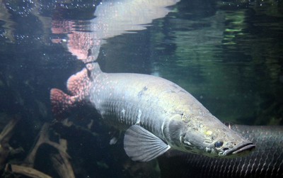 uploads/news/2020/12/mengenal-si-monster-ikan--6883175f0ab6518_400.jpg