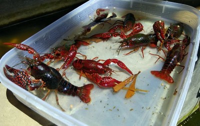 uploads/news/2020/12/mengintip-budidaya-lobster-air-3907072dc50c511_400.jpg