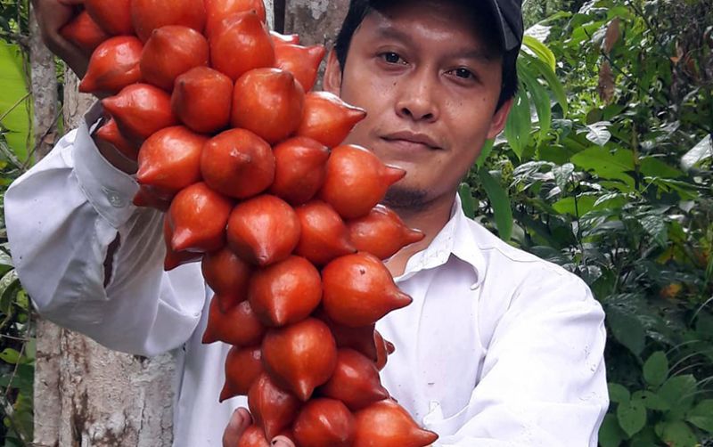 uploads/news/2020/12/mengunjungi-perpustakaan-pohon-buah-914239bf36e0499.jpg