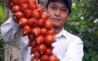 uploads/news/2020/12/mengunjungi-perpustakaan-pohon-buah-914239bf36e0499_400.jpg