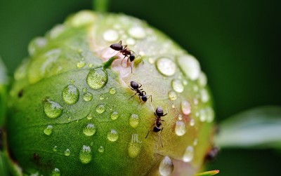uploads/news/2020/12/mewaspadai-kehadiran-semut-pada-8277961b6eb3e2e_400.jpg
