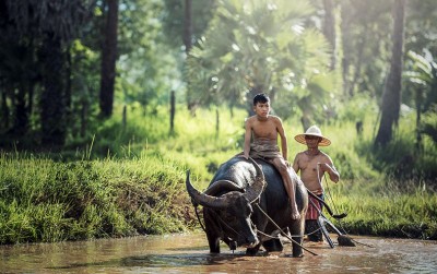 uploads/news/2020/12/mudahnya-beternak-kerbau-18422ed783b2e1a_400.jpg