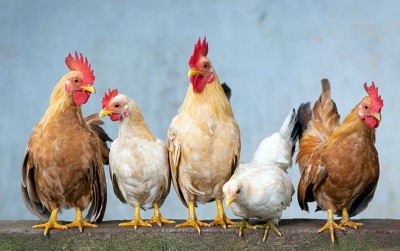 uploads/news/2020/12/peran-penting-ayam-dalam-5689027922b22f5_400.jpg