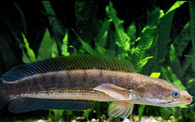 uploads/news/2020/12/prospek-ikan-gabus-yang-2025236be681279_400.jpg