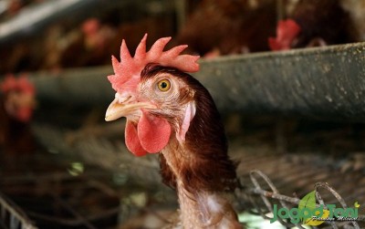 uploads/news/2020/12/rahasia-agar-ayam-tetap-20924e11d422cd0_400.JPG