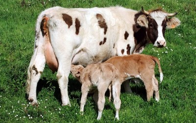 uploads/news/2020/12/rahasia-melahirkan-anak-sapi-72226d7eab8c99f_400.jpg