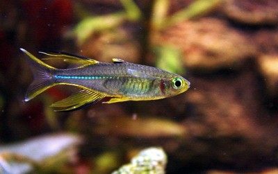 uploads/news/2020/12/rainbowfish-si-cantik-dari-74421c6510f07a1_400.jpg